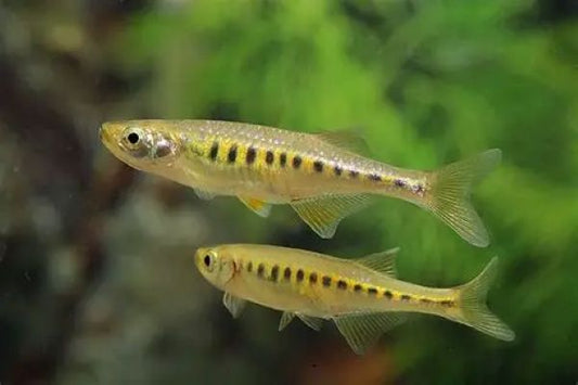Lake Inle Danios (Inlecypris auropurpurea) *WILD*