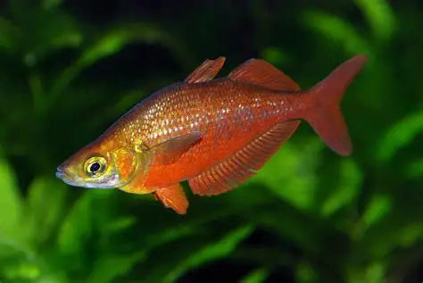 Red rainbowfish (Glossolepis incisus)