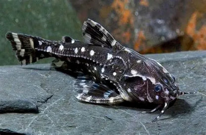 Spotted Raphael Catfish (Agamyxis pectinifrons) *WILD *