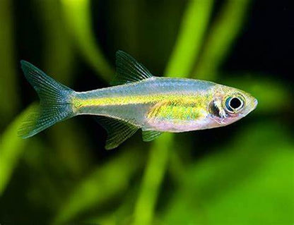 Kubotai Rasbora (Microdevario kubotai)