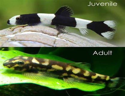 Panda Loach (yaoshania pachychilus)
