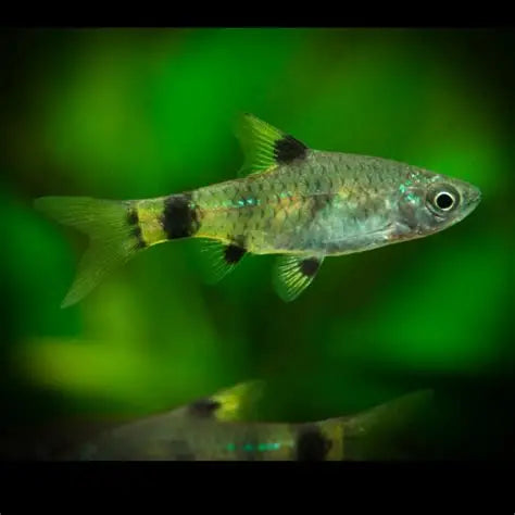 Golden Dwarf Barb (Pethia gelius) * WILD *