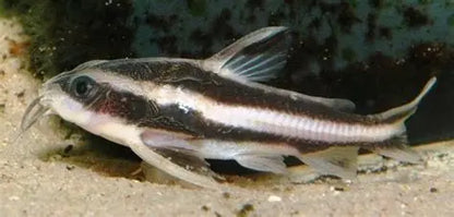 Striped Raphael catfish (Platydoras armatulus) *WILD*