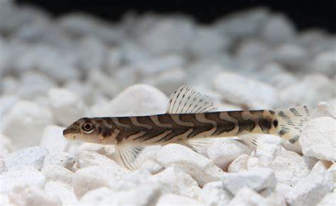 Zodiac AKA Batik Loach (Mesonoemacheilus triangularis)