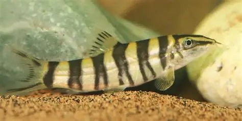 Kansu Loach (Sinibotia robusta) *WILD*