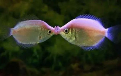 Pink Kissing Gourami (Helostoma temmincki)