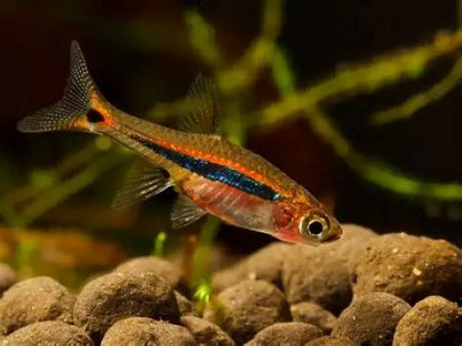 Least Rasbora (Boraras urophthalmoides) * WILD *