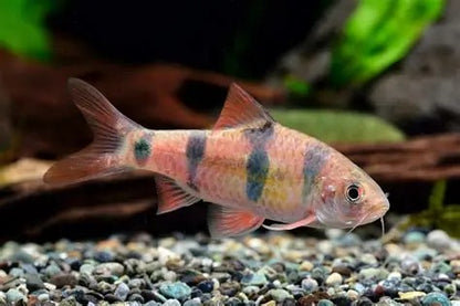 Clown Barb (Barbodes Everetti)  *WILD*