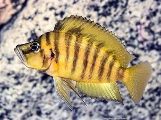 Gold Head Compressiceps (Altolamprologus compressiceps)