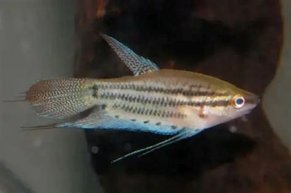 Croaking Gourami (Trichopsis vittata) * WILD *