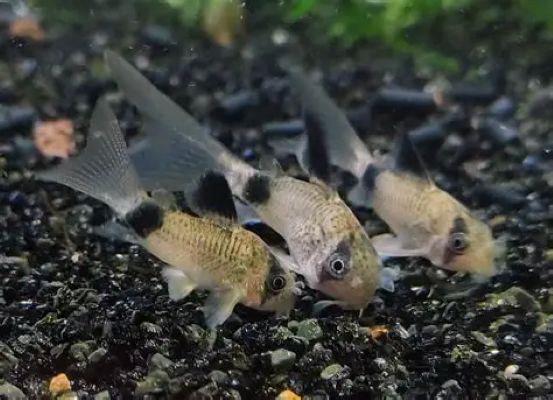 Corydoras Longfin Panda