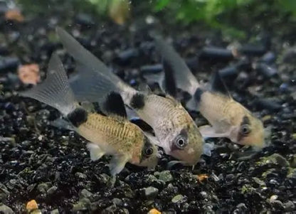 Corydoras Longfin Panda