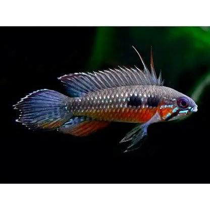 Apistogramma elizabethae