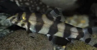 Gold Zebra Loach (Botia histrionica) *WILD*
