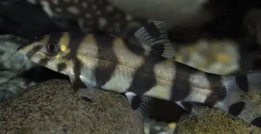 Gold Zebra Loach (Botia histrionica) *WILD*