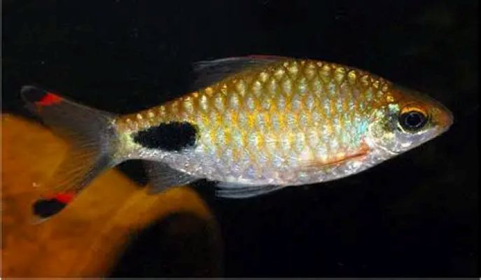 Filament Barb (Dawkinsia filamentosa)