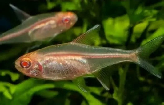 Albino Glowlight Tetra (Hemigrammus erythrozonus)