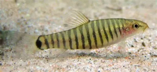 Vietnamese Multi Banded Zebra Loach (Micronemacheilus cruciatus) *WILD*