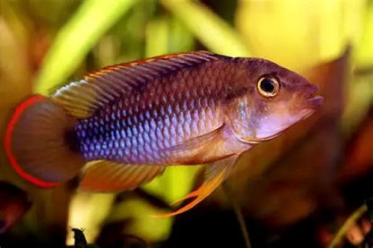 Apistogramma nijsseni
