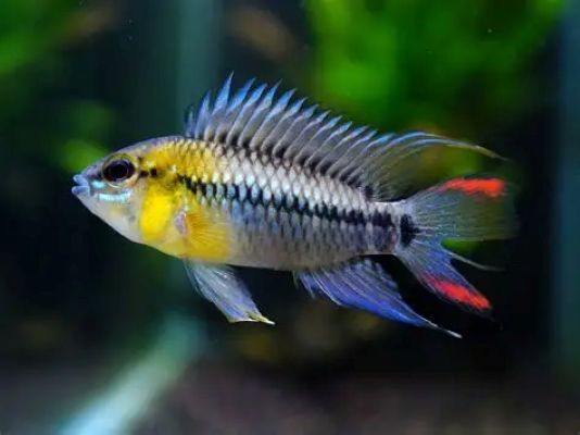 Apistogramma hoignei