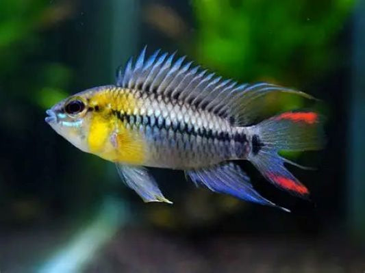 Apistogramma hoignei