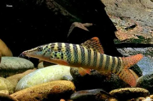 Redfin Tiger Loach (Syncrossus berdmorei) * WILD *