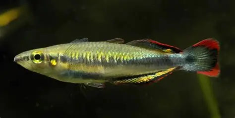 Madagascar Rainbowfish (Bedotia madagascariensis)
