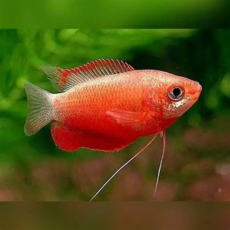 Red Honey Gourami (Trichogaster chuna)