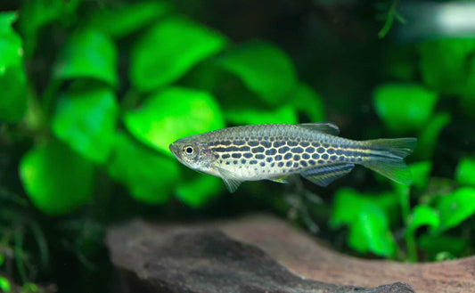 Orange Finned Danio (Danio kyathit) *WILD*