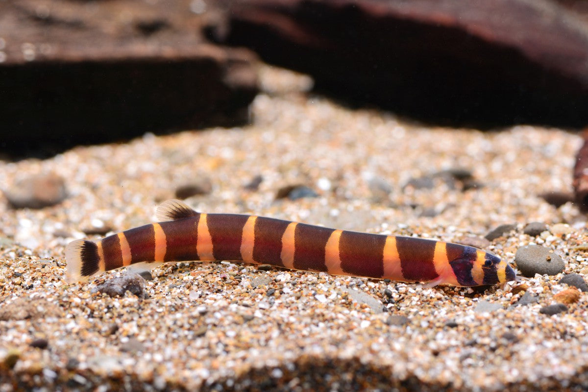 Kuhli Loach (Pangio kuhlii) *WILD*