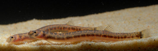 Spotted Kuhli Loach (Pangio muraeniformis) * WILD *