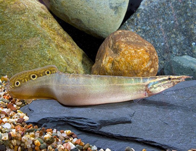 Peacock eel (Macrognathus siamensis) *WILD*