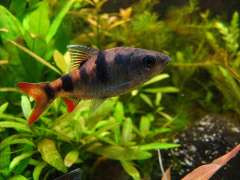 Arulius barb (Dawkinsia tambraparniei) * WILD *