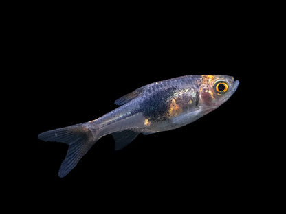 Purple Harlequin Rasbora (Trigonostigma heteromorpha)