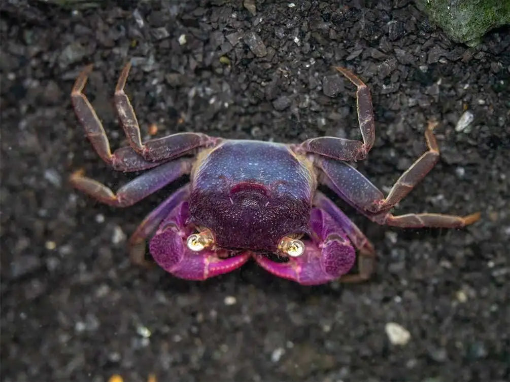 Purple Vampire Crab (Geosesarma bogorensis)