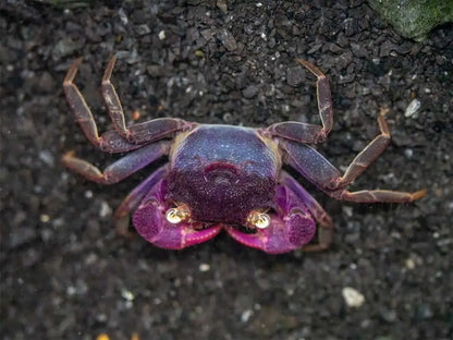 Purple Vampire Crab (Geosesarma bogorensis)