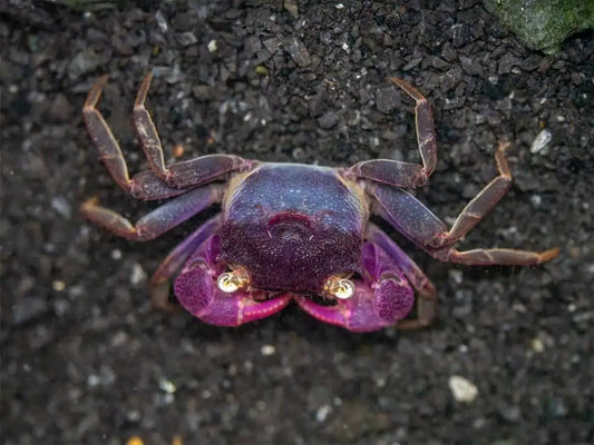 Purple Vampire Crab (Geosesarma bogorensis)