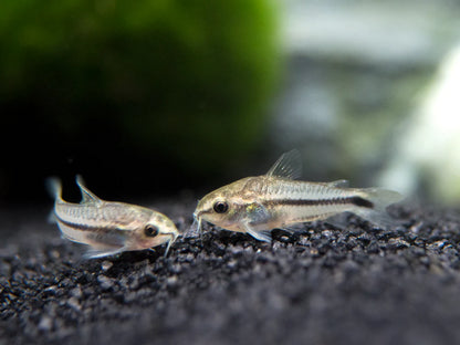 Corydoras pygmaeus
