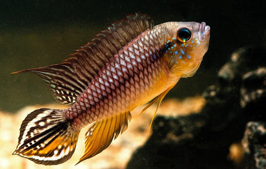 Apistogramma cf.agassizii "Alenquer"