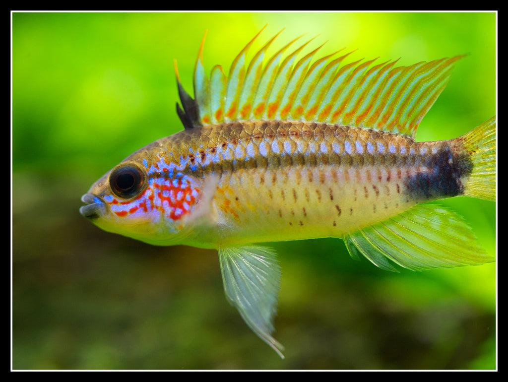 Apistogramma eremnopyge