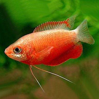 Red Honey Gourami (Trichogaster chuna)