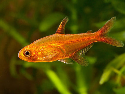 ember tetras x 10 and Prodac Tropical Fish Flakes 50g x 1