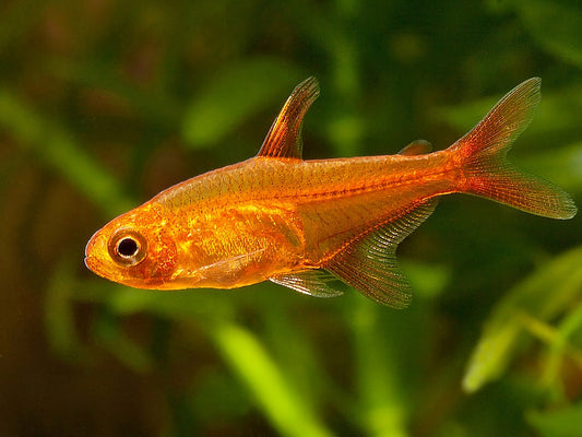 Ember Tetras (Hyphessobrycon amandae)