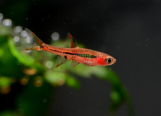Chili Rasbora (Boraras Brigittae)