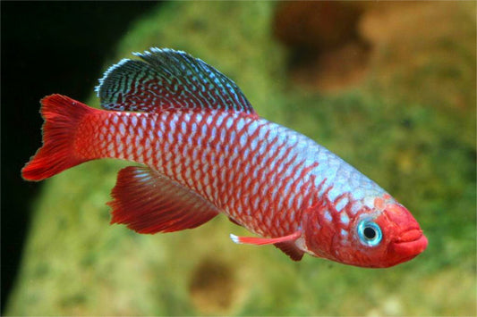 Redfin Notho pair (Nothobranchius rubripinnis)