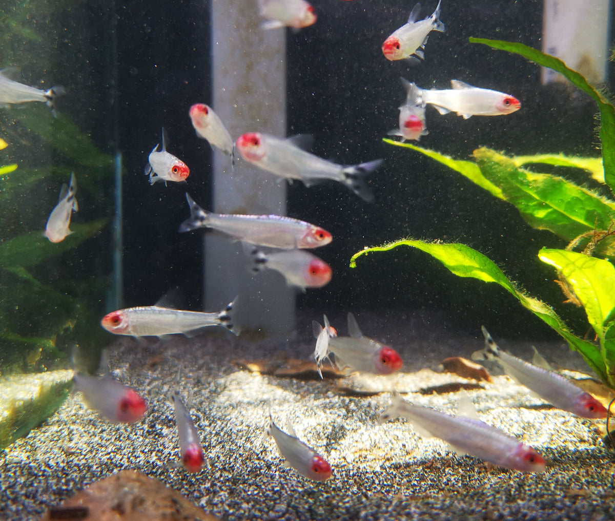 Platinum Rummy Nose Tetra