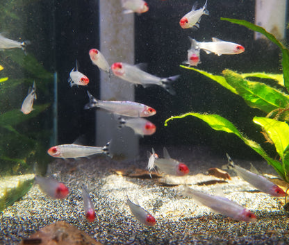 Platinum Rummy Nose Tetra
