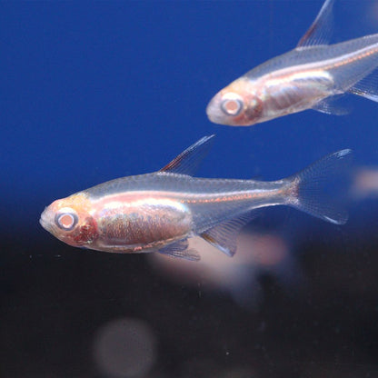 Albino Glowlight Tetra (Hemigrammus erythrozonus)