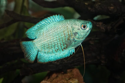 Green Neon Dwarf Gourami (Trichogaster lalius)