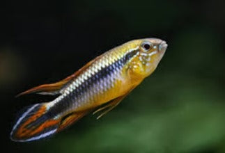 Apistogramma Agassizii ” White Seam “